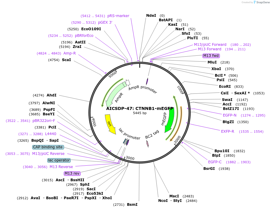 109119-plasmid-map-sequence-id-209765