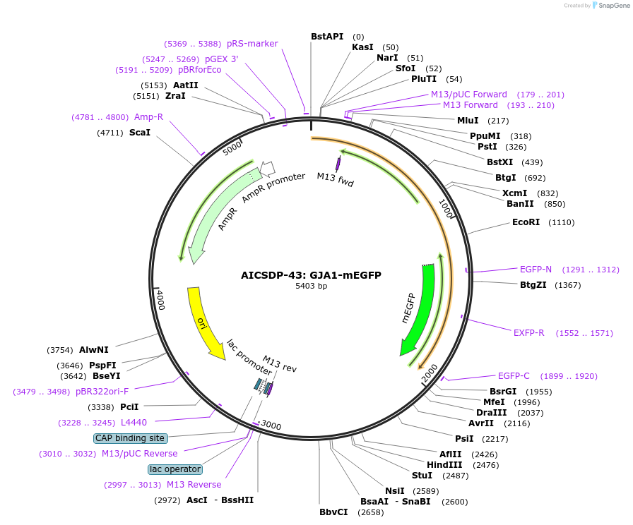 109120-plasmid-map-sequence-id-209766