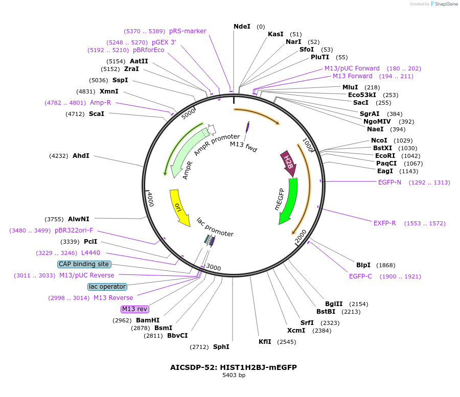 109121-plasmid-map-sequence-id-209767