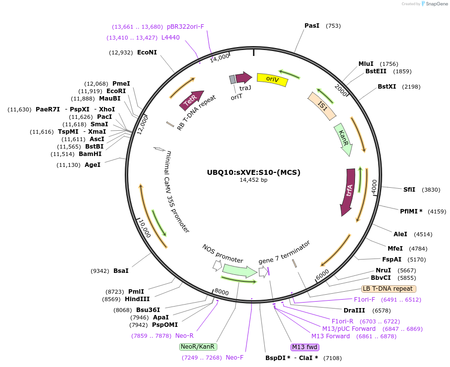 108177-plasmid-map-sequence-id-209768