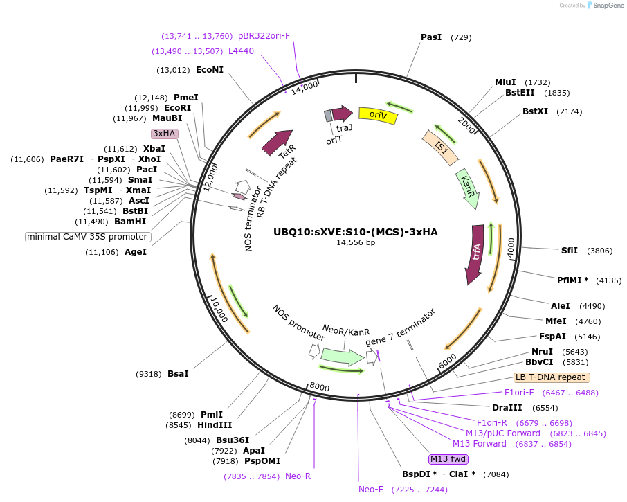 108178-plasmid-map-sequence-id-209769