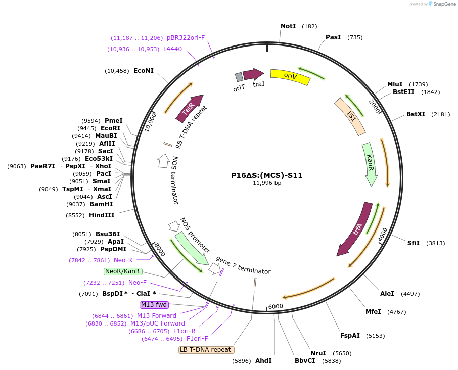 108184-plasmid-map-sequence-id-209770
