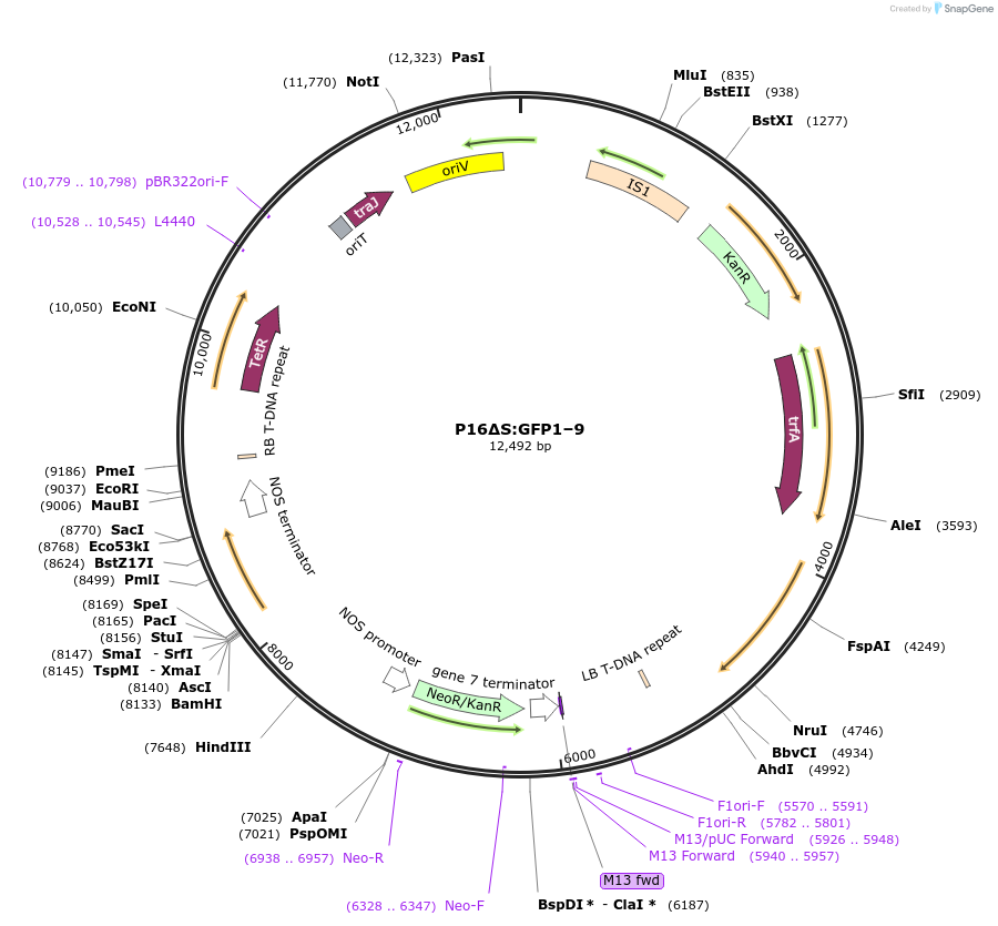 108186-plasmid-map-sequence-id-209772
