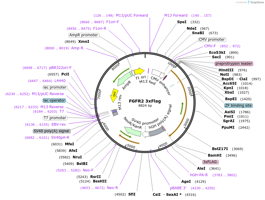 110063-plasmid-map-sequence-id-209773
