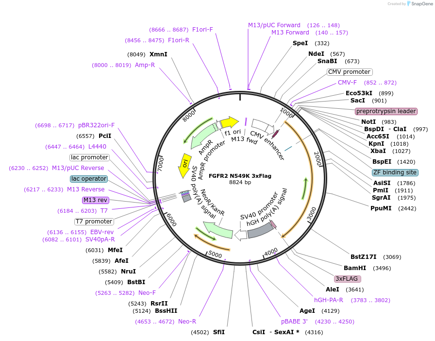 110107-plasmid-map-sequence-id-209777