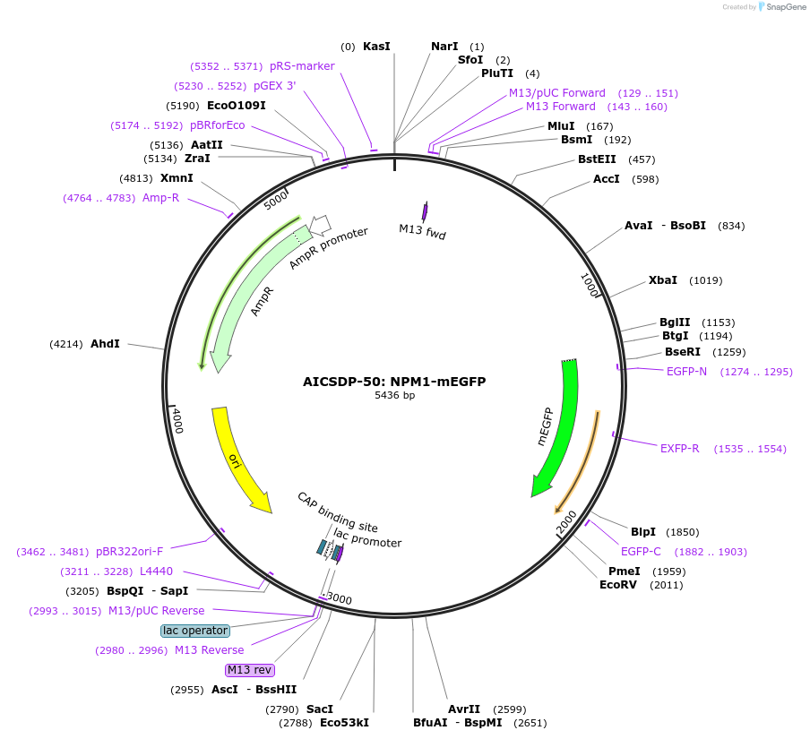 109122-plasmid-map-sequence-id-209780