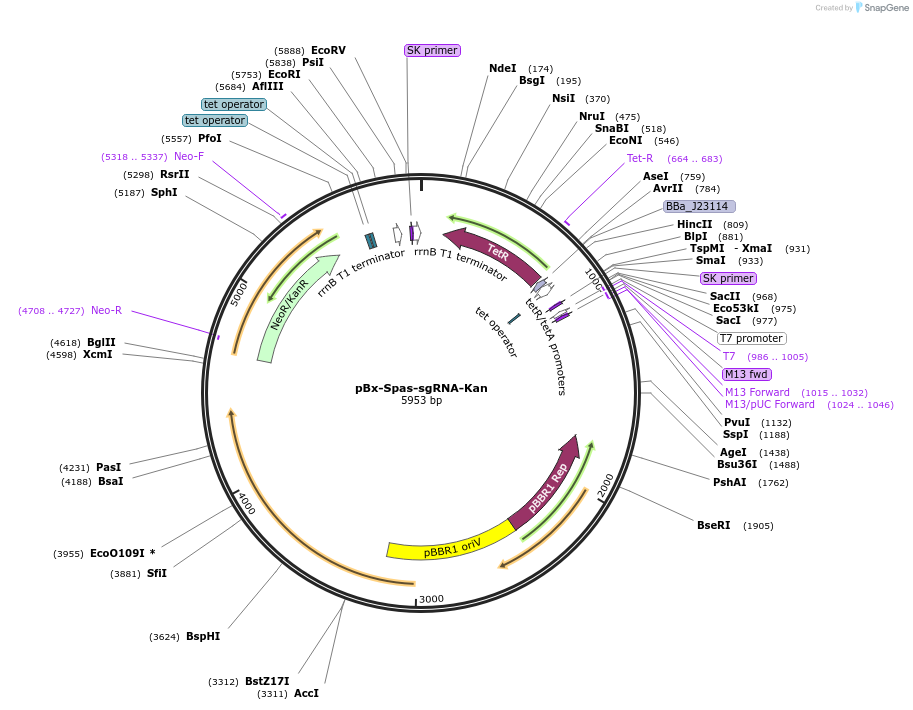105233-plasmid-map-sequence-id-209783