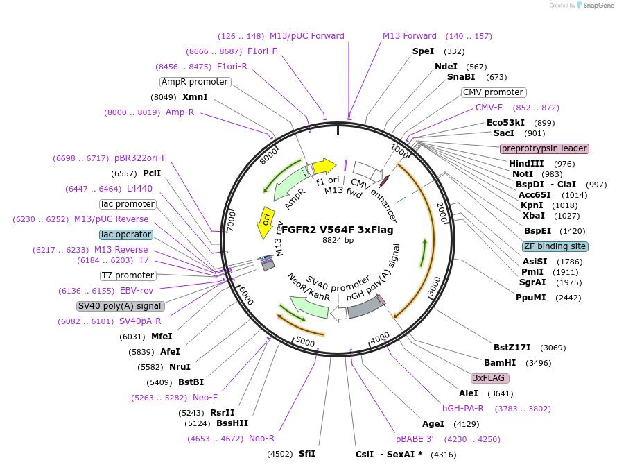 110108-plasmid-map-sequence-id-209785