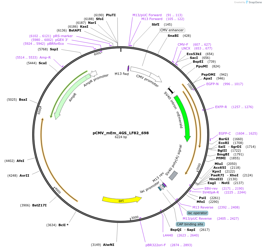 100411-plasmid-map-sequence-id-209790