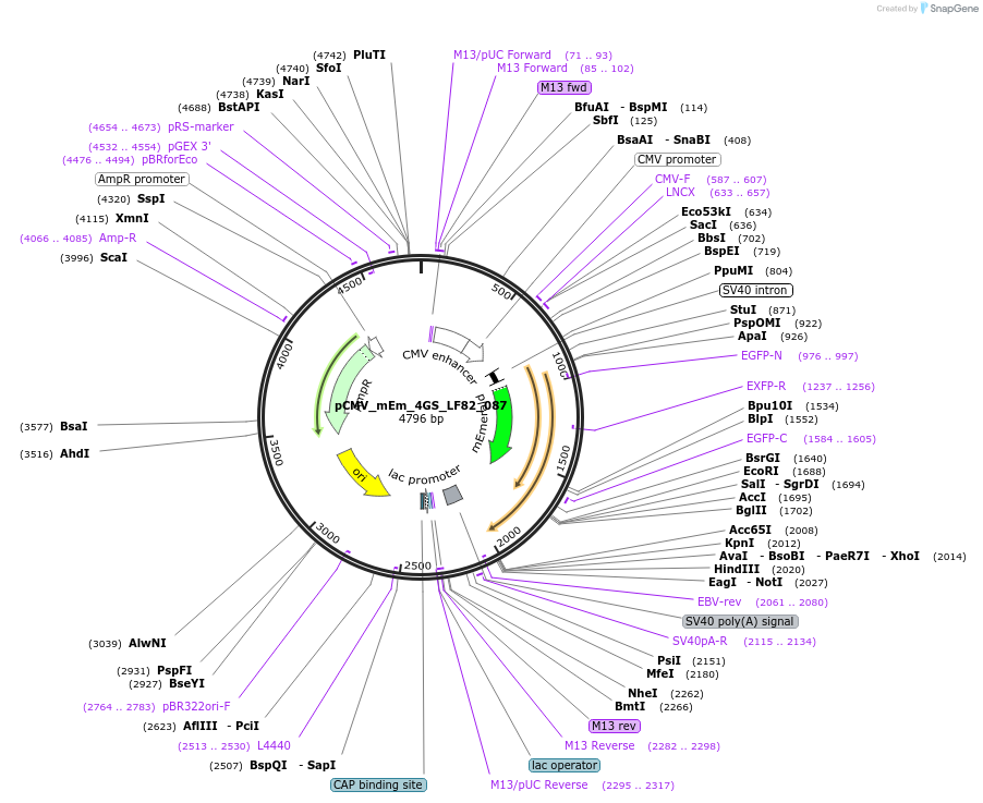 100412-plasmid-map-sequence-id-209792