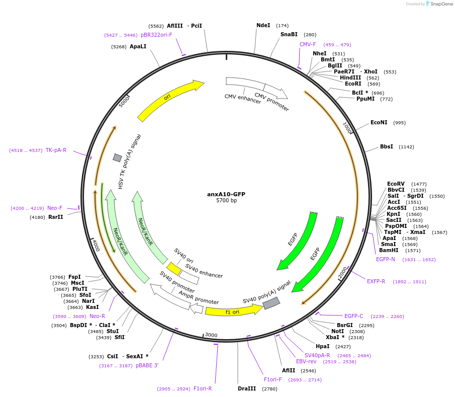 107199-plasmid-map-sequence-id-209809