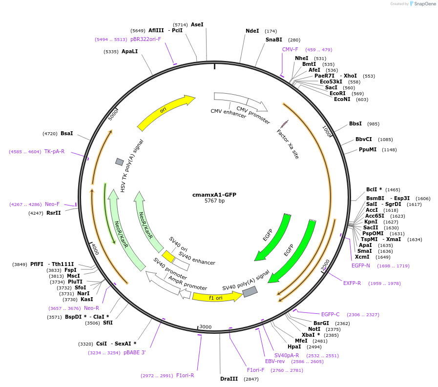 107195-plasmid-map-sequence-id-209811