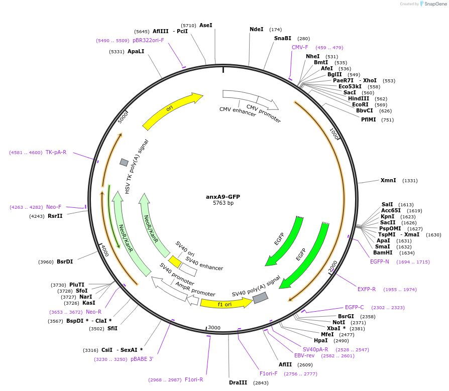 107198-plasmid-map-sequence-id-209812