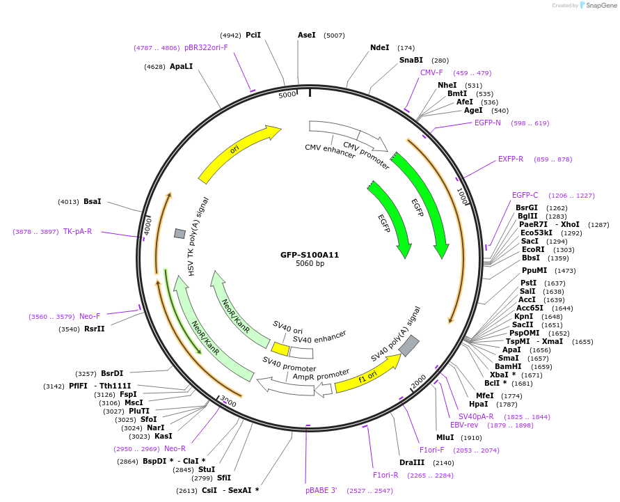 107201-plasmid-map-sequence-id-209813