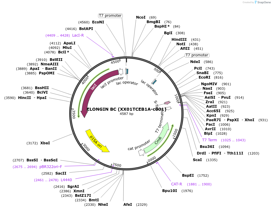 110274-plasmid-map-sequence-id-209817