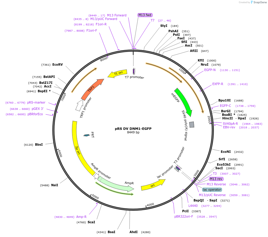 107794-plasmid-map-sequence-id-209819