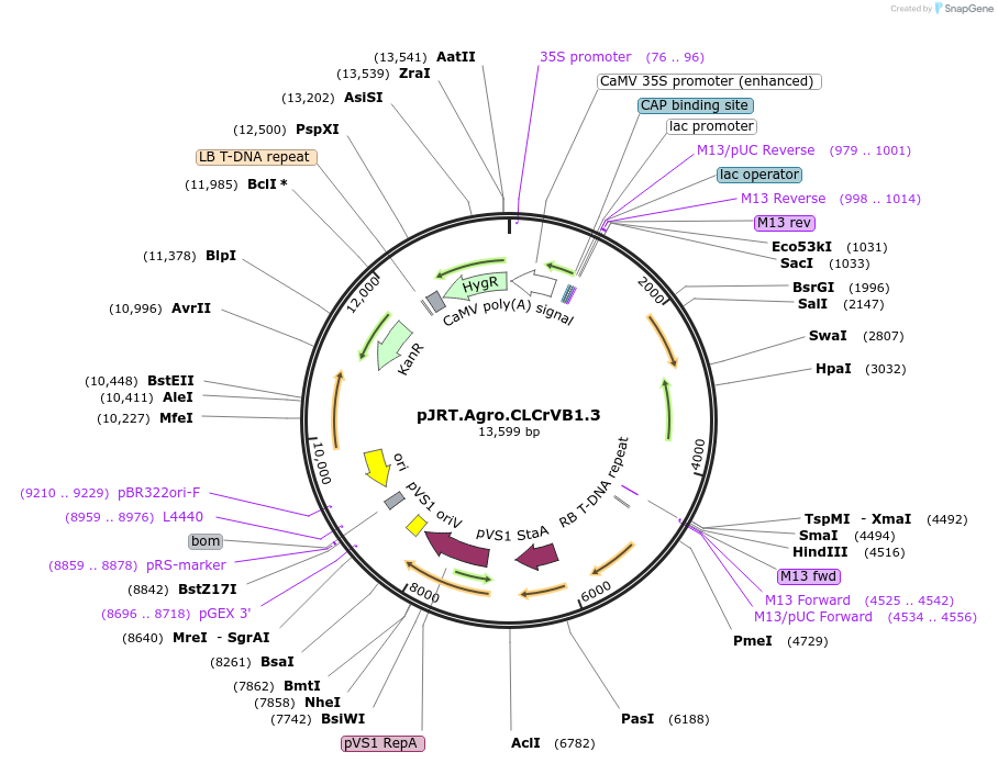 37974-plasmid-map-sequence-id-209825