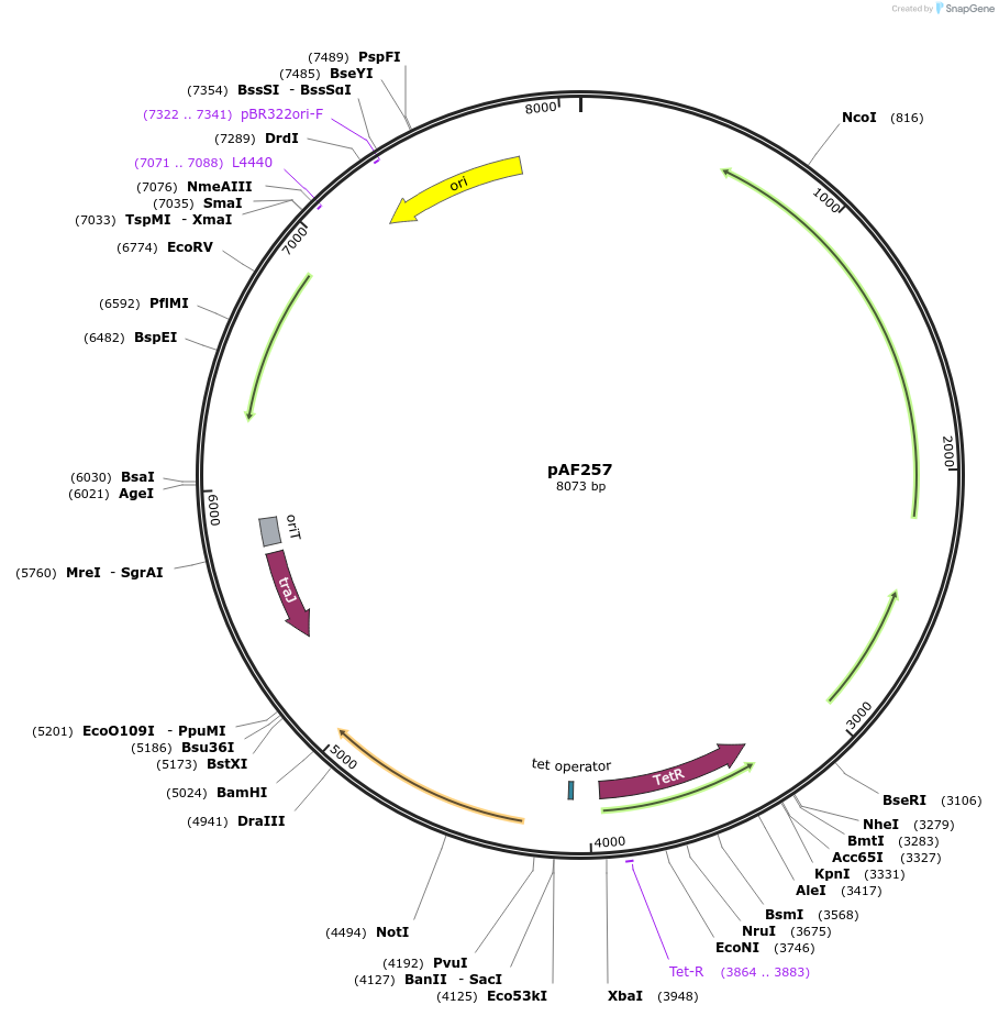 105497-plasmid-map-sequence-id-209873