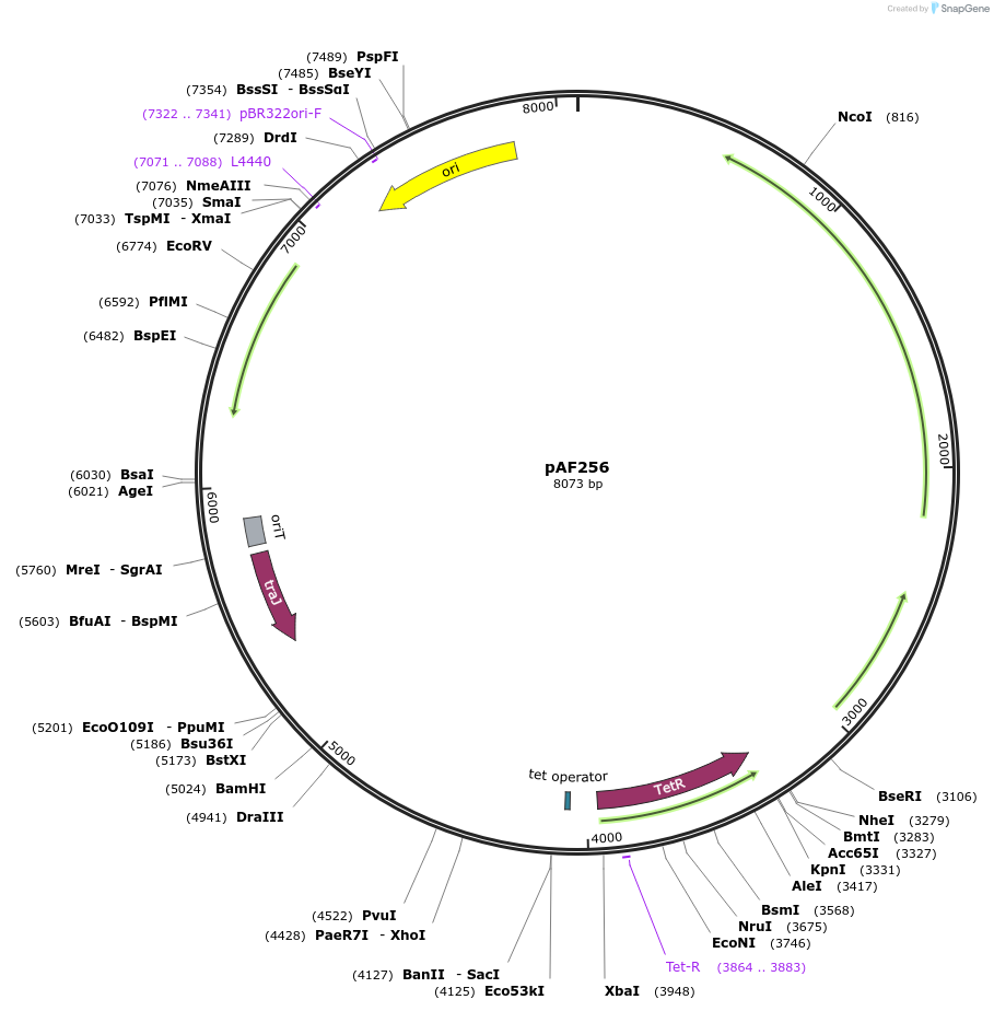105496-plasmid-map-sequence-id-209909