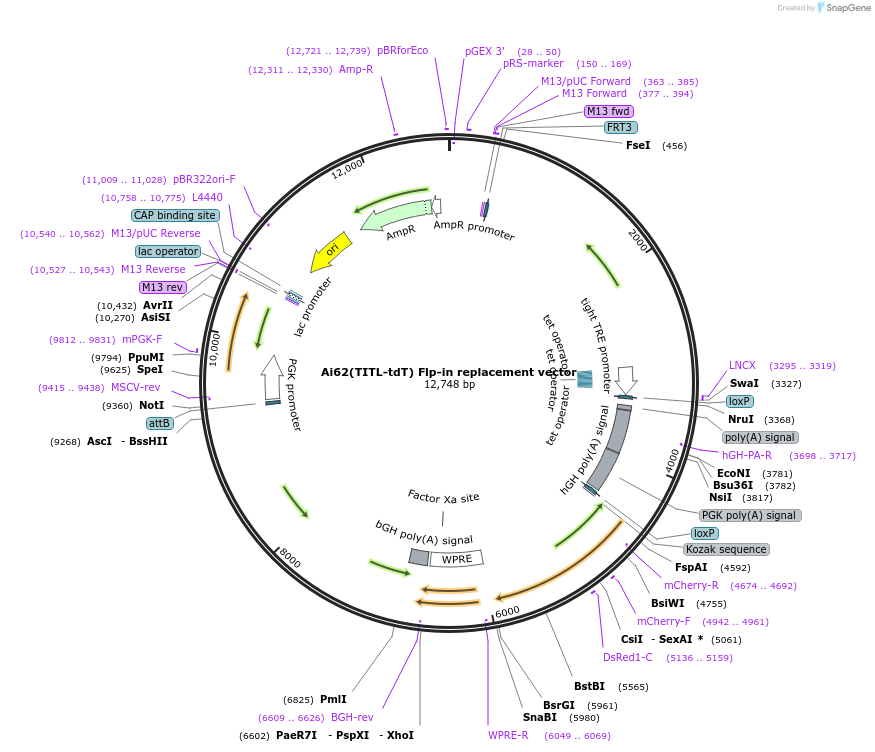 61576-plasmid-map-sequence-id-209910