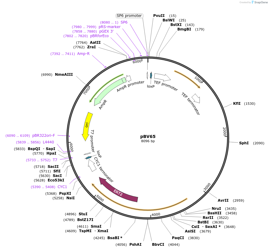 108363-plasmid-map-sequence-id-209915