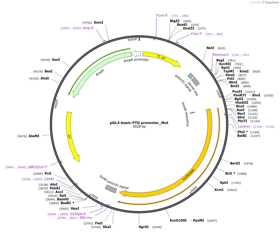 108923-plasmid-map-sequence-id-209921
