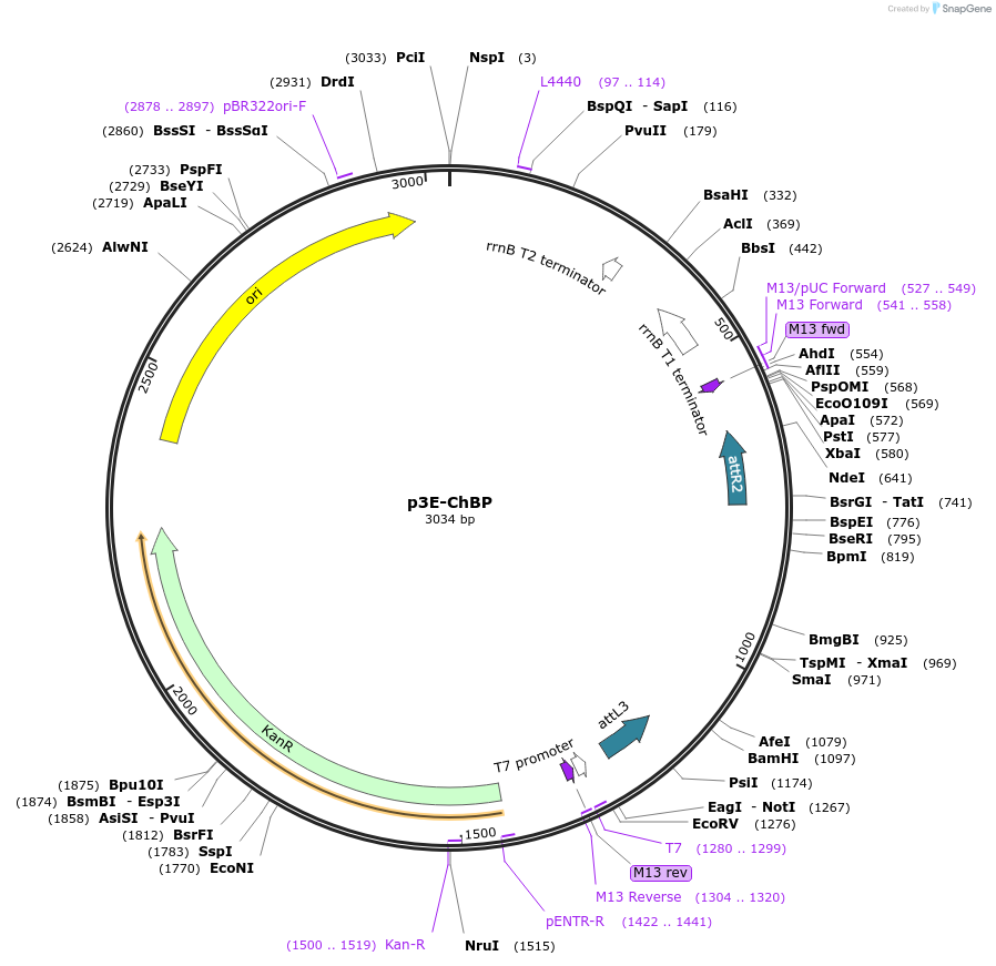 108892-plasmid-map-sequence-id-209942