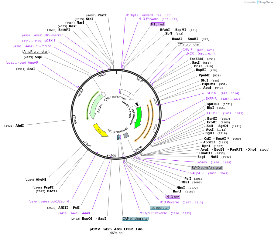 100413-plasmid-map-sequence-id-209949