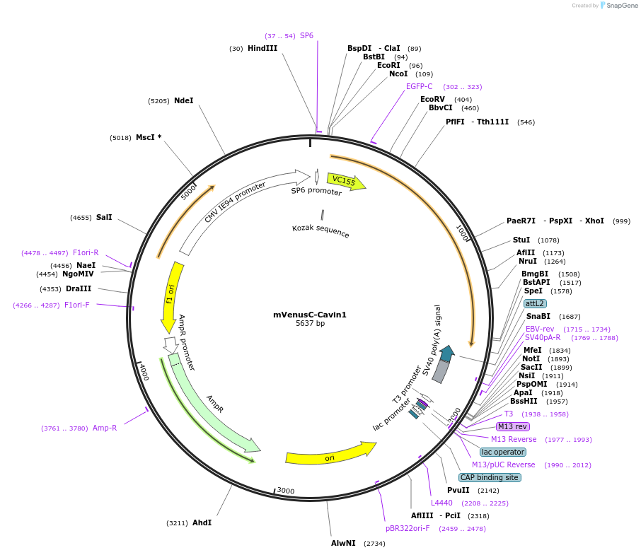 108888-plasmid-map-sequence-id-209950