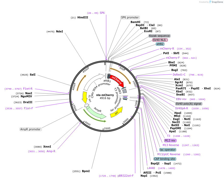 108881-plasmid-map-sequence-id-209951