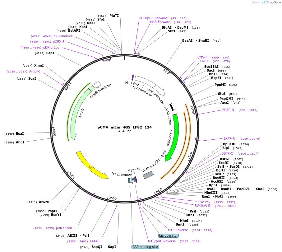 100414-plasmid-map-sequence-id-209952