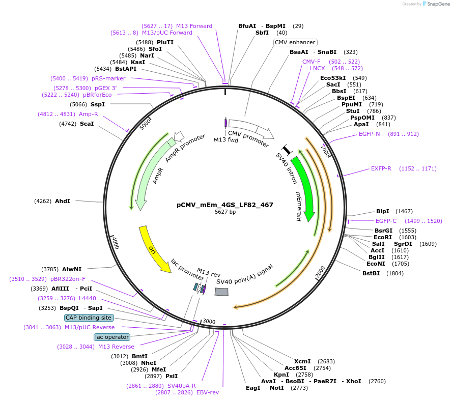 100389-plasmid-map-sequence-id-209955