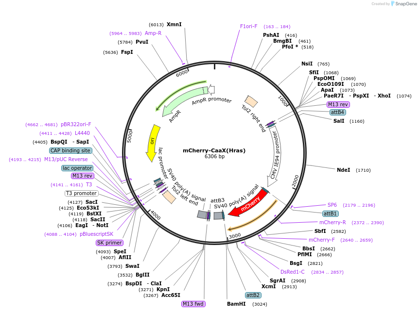 108886-plasmid-map-sequence-id-209973