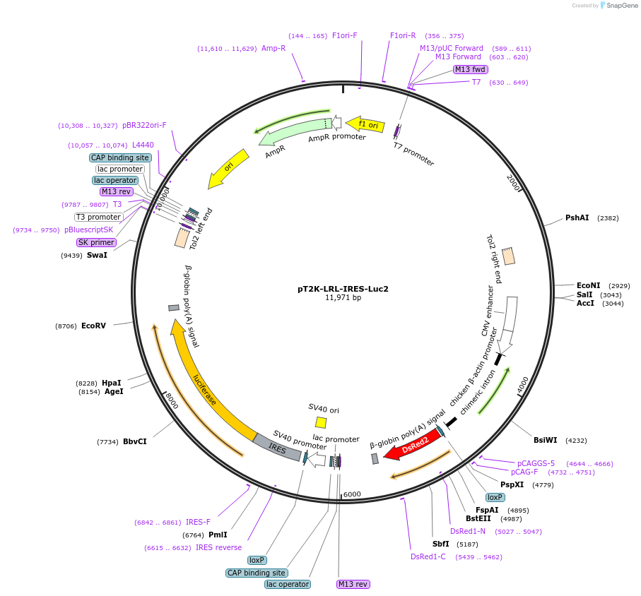 109230-plasmid-map-sequence-id-209974