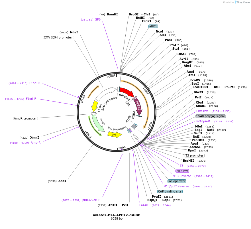 108875-plasmid-map-sequence-id-209975
