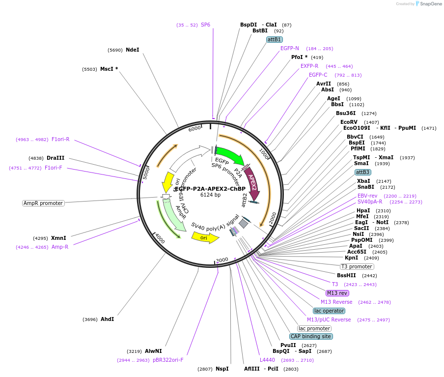 108879-plasmid-map-sequence-id-209980