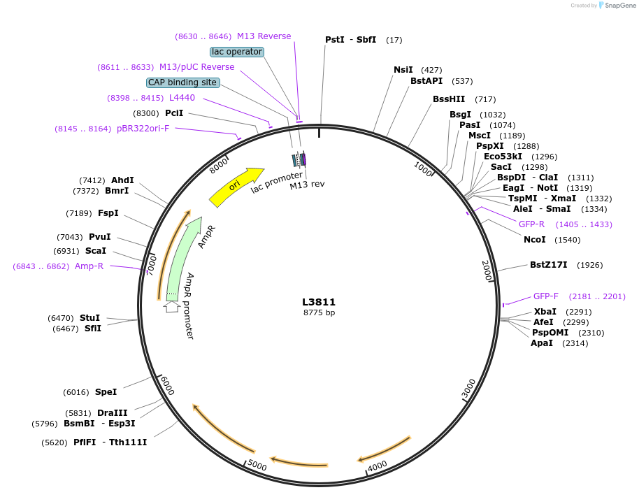1600-plasmid-map-sequence-id-210