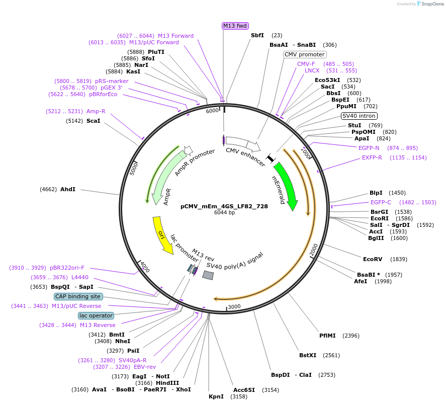 100391-plasmid-map-sequence-id-210050