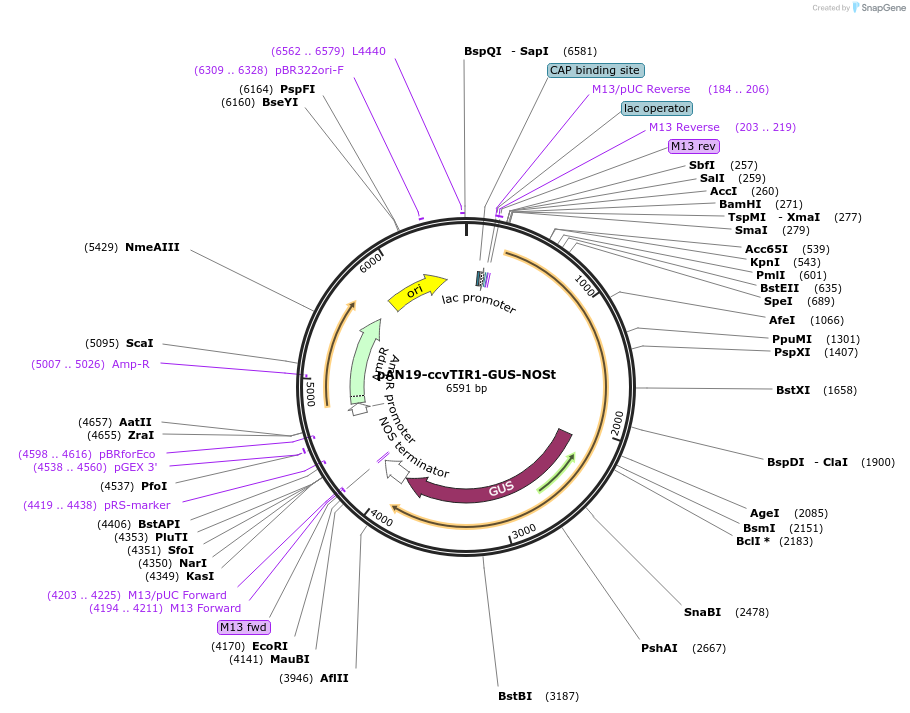 108548-plasmid-map-sequence-id-210051