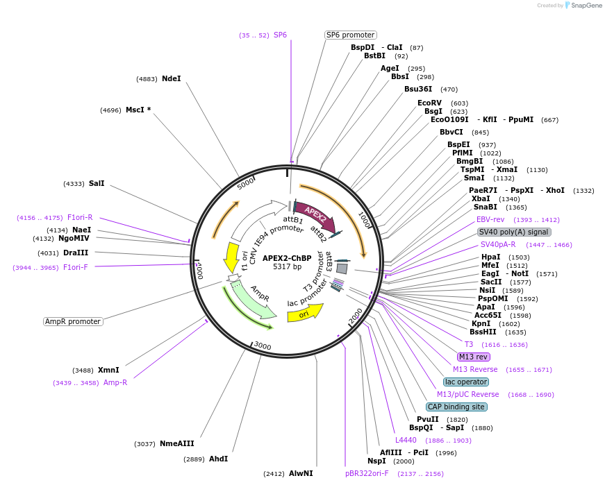 108878-plasmid-map-sequence-id-210052