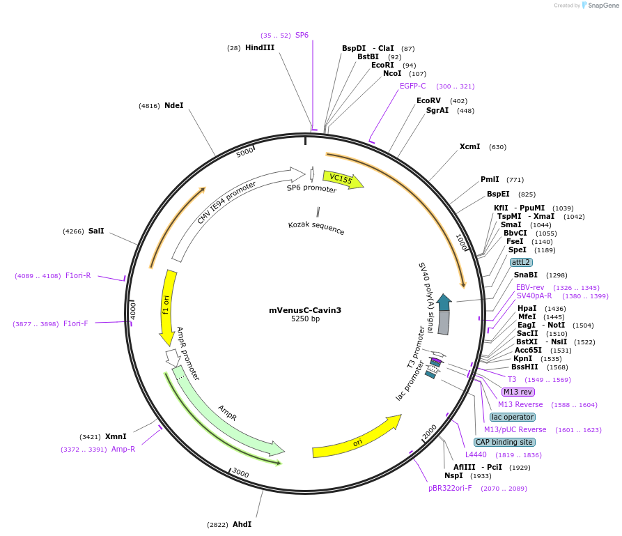 108890-plasmid-map-sequence-id-210053