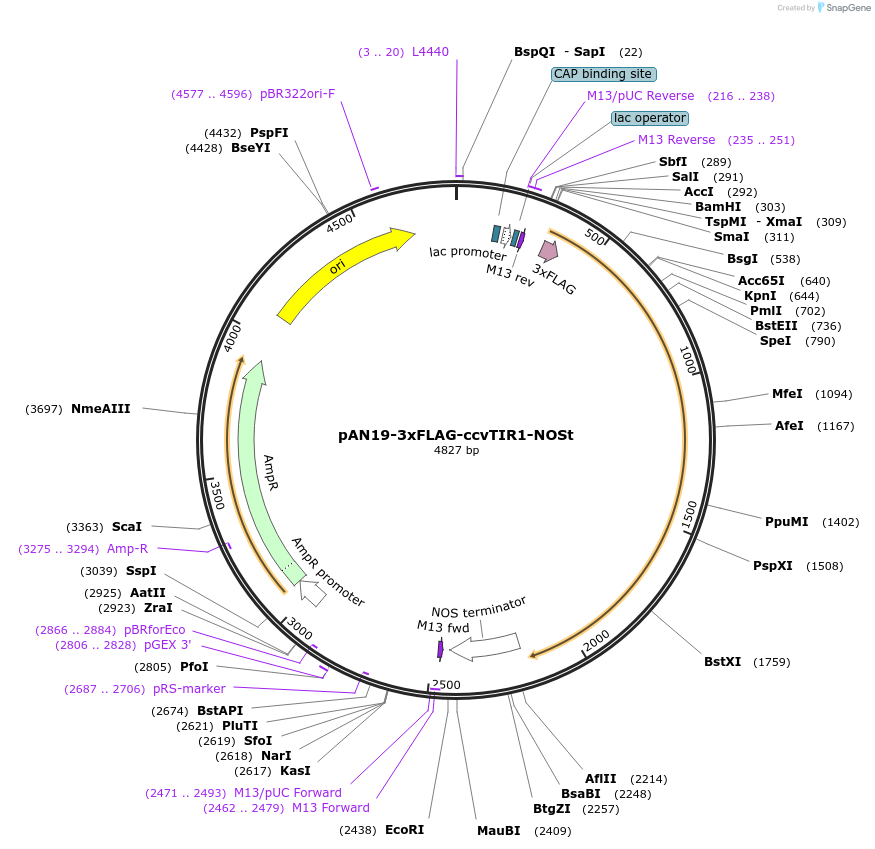 108546-plasmid-map-sequence-id-210054