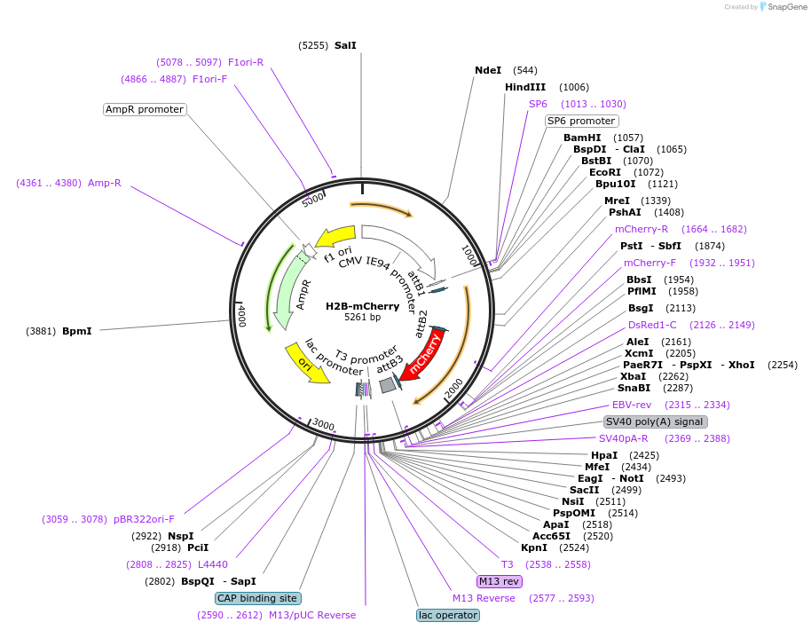 108880-plasmid-map-sequence-id-210057