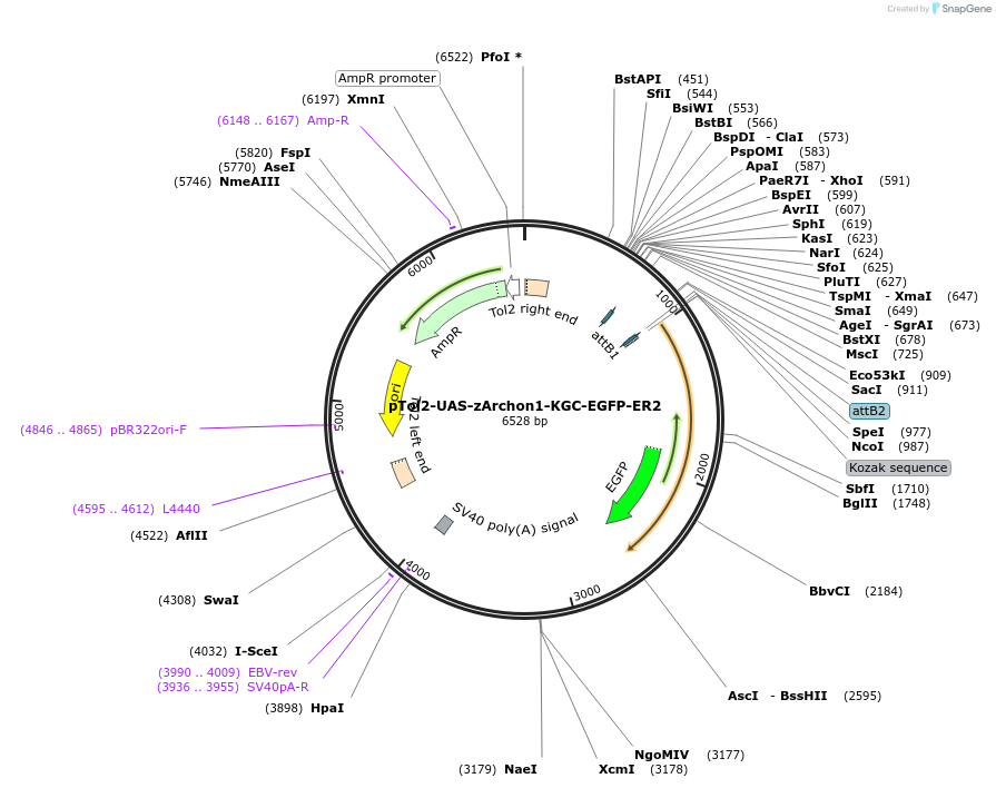 108427-plasmid-map-sequence-id-210076