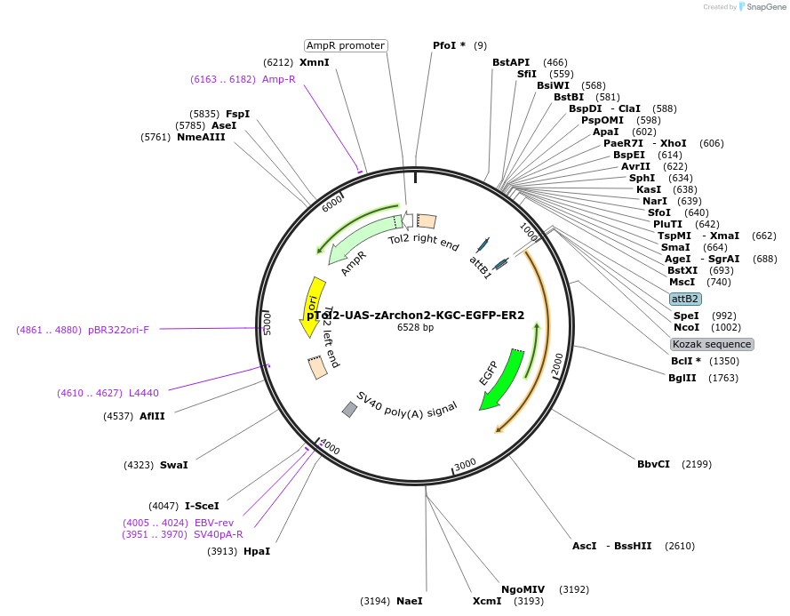 108428-plasmid-map-sequence-id-210079