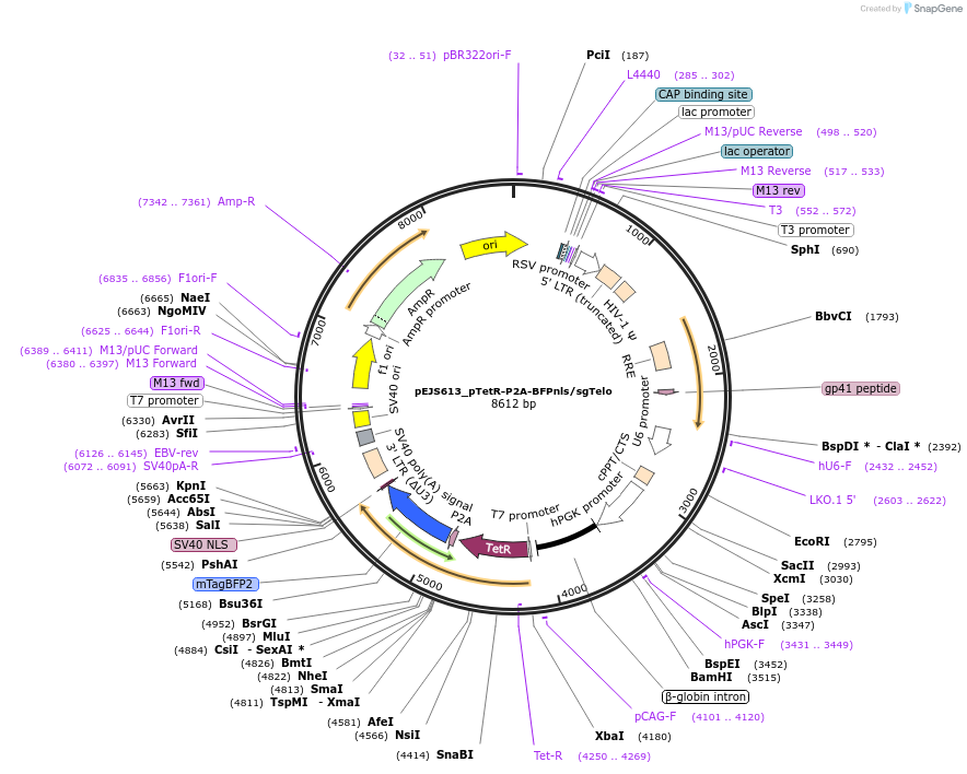 108649-plasmid-map-sequence-id-210081