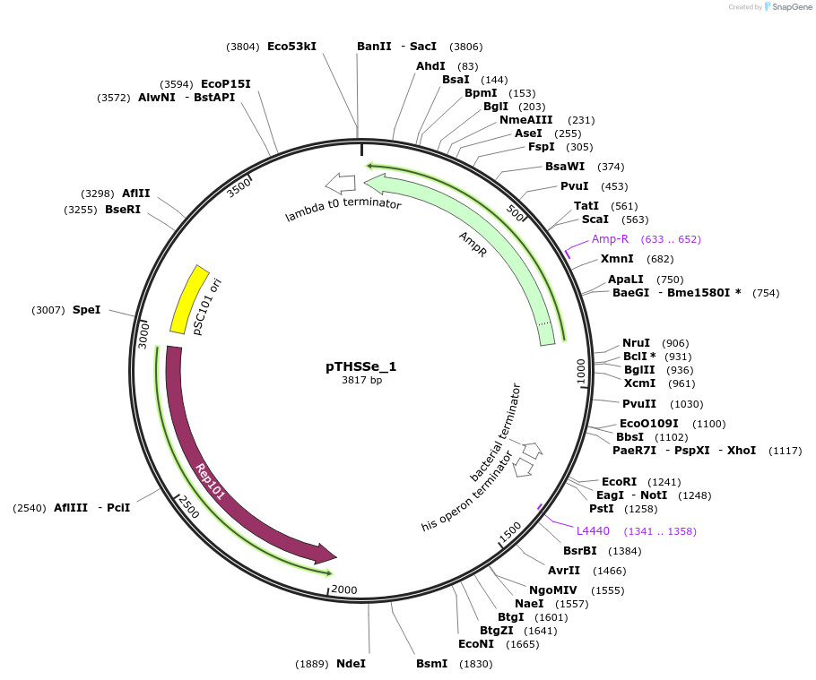 109233-plasmid-map-sequence-id-210082