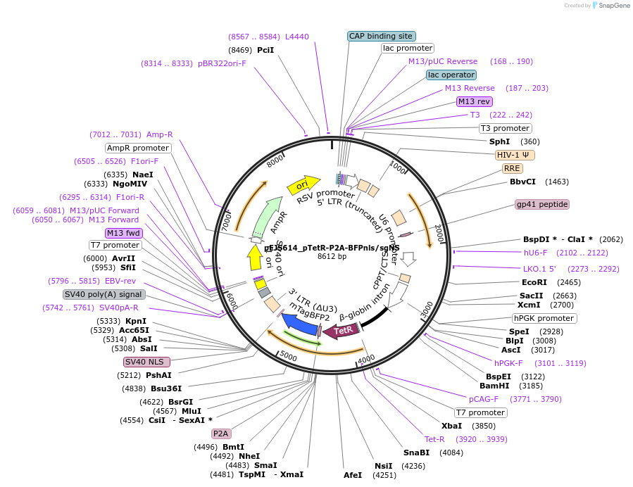 108650-plasmid-map-sequence-id-210083