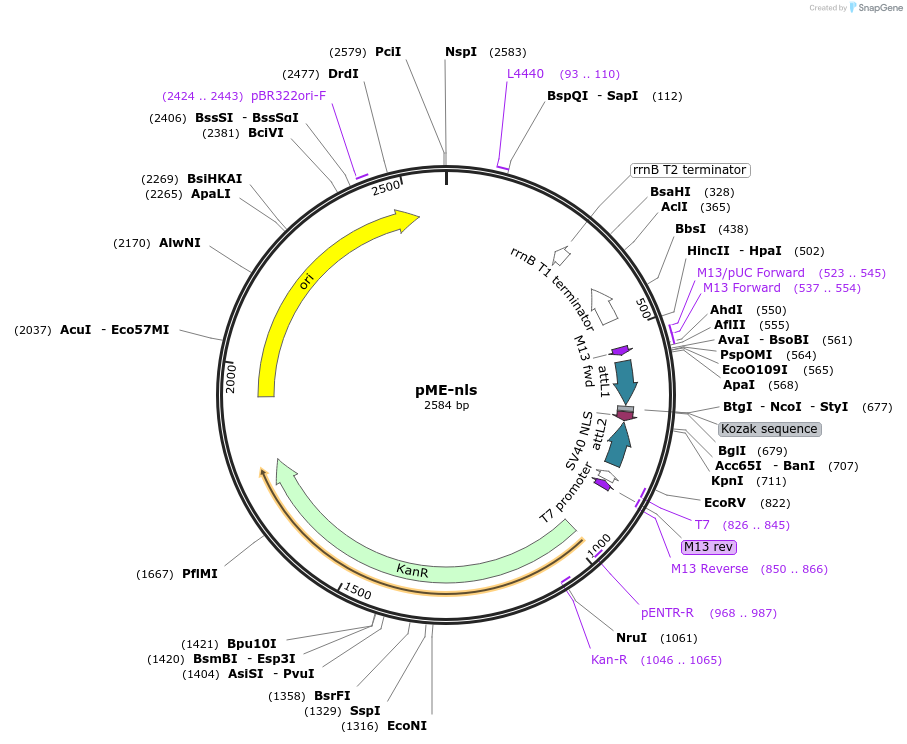 108882-plasmid-map-sequence-id-210084