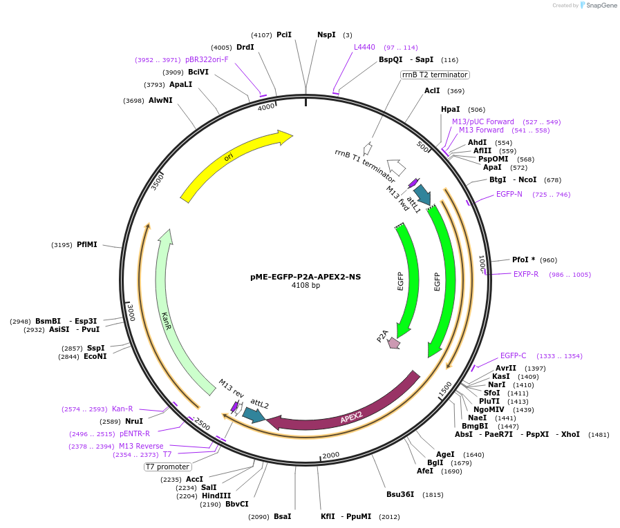 108895-plasmid-map-sequence-id-210087